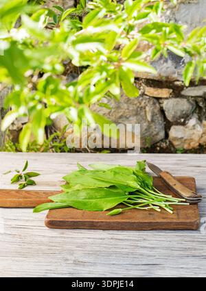 Ein Haufen frischer wilder Knoblauchblätter auf Holztisch. Frisch geernteter wilder Knoblauch, Ramson in der Natur Stockfoto
