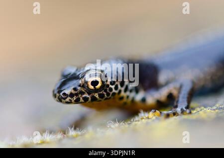 Alpenmolch Ichthyosaura alpestris, Nahaufnahme, Kent, März Stockfoto