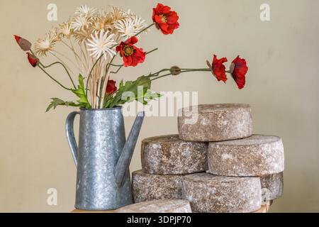 Stillleben mit rotem Mohn in Metallkrug und Käserunden Stockfoto