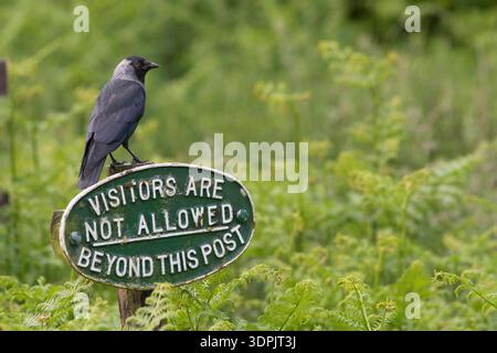 Jackdaw (Corvus monedula) Erwachsener, Spaziergänge auf Gras, leicestershire, England, Juni Stockfoto
