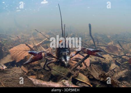 Signalkrebse, Pacifastacus leniusculus, großer Erwachsener am Flussbett, derwent, derbyshire, oktober, Stockfoto