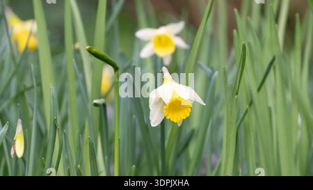 Eine Nahaufnahme von Narzissen, die zwischen grünem Laub blühen, signalisieren die Ankunft des Frühlings. Stockfoto