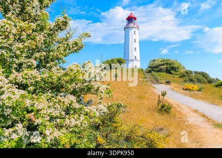 Weg zum Leuchtturm Dornbush in Frühlingslandschaft mit Blumen an der Nordküste der Insel Hiddensee, Ostsee, Deutschland Stockfoto