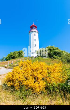 Leuchtturm Dornbusch in Frühlingslandschaft mit Blumen an der Nordküste der Insel Hiddensee, Ostsee, Deutschland Stockfoto