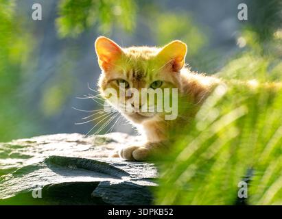 Eine Ginger-Straßenkatze auf Gran Canaria liegt auf einem sonnendurchfluteten Felsen, eingerahmt von grünen Blättern, deren Fell im Nachmittagslicht warm leuchtet. Stockfoto