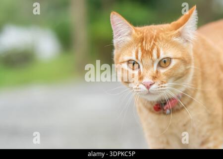 Eine Ingwerkatze läuft tagsüber im Freien herum. Die Katze sieht neugierig aus, während sie ihre Umgebung beobachtet, während sie einen trägt Stockfoto