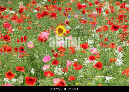 Anderes Konzept. Indindividualismuskonzept. Stolz. Einzelne Sonnenblume in gesäter Wildblumenwiese mit Mohn und Kornblumen. UK Stockfoto