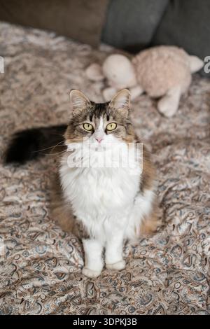 Kurioses flauschiges Kätzchen sitzt drinnen auf gemustertem Bett und schaut in die Kamera im gemütlichen Schlafzimmer. Stockfoto