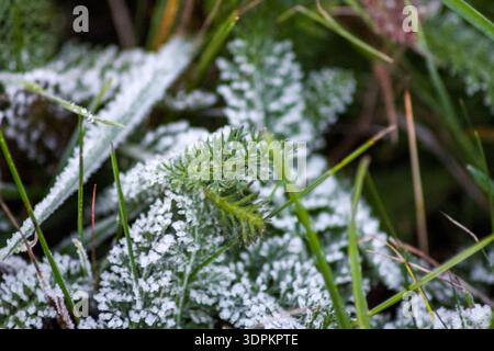 Leuchtend grüne Grashalme, bedeckt mit einer zarten Schicht weißen Frosts, schaffen eine schöne und ruhige Wintertextur mit einem weichen, verschwommenen Hintergrund. Stockfoto