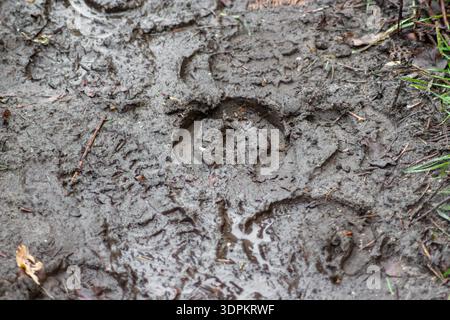 Nahaufnahme von Tierspuren eines Pferdes, tief in dicken, nassen Schlamm gepresst. Die Szene zeigt eine unordentliche, dunkle Erde mit einem auffälligen Hufeisenmuster. Stockfoto