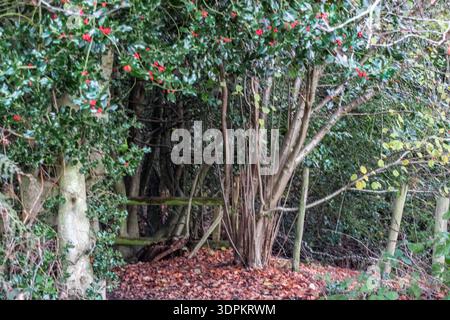 Ein immergrüner stechpalmenbaum steht mit dichten, stachelgrünen Blättern und hellroten Beeren. Im Hintergrund ist ein rustikaler Holzzaun teilweise sichtbar. Stockfoto