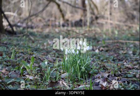 Eine Gruppe von Schneeglöckchen mit ungeöffneten Blüten Stockfoto