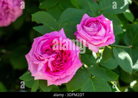 Rosa Efeurose im Garten Stockfoto