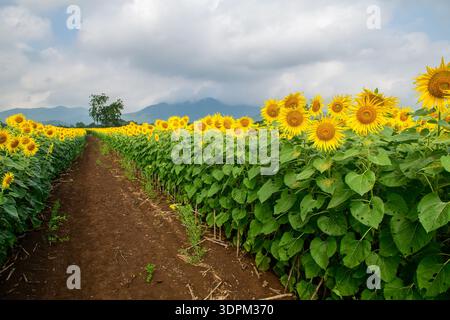 Ein malerischer Weg, der durch ein pulsierendes Sonnenblumenfeld mit üppigen grünen Blättern und blühenden gelben Blumen führt, vor bewölktem Himmel und weit entfernt Stockfoto