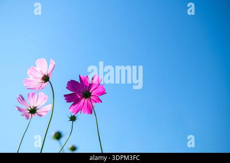 Rosa Kosmos Blumen blühen unter einem klaren Himmel Stockfoto