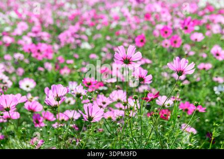 Rosa Kosmos blüht auf einer grünen Wiese mit weichem Bokeh Hintergrund. Frische Blumenlandschaft, natürliche Schönheit, ideal für kommerzielle Hintergründe Stockfoto