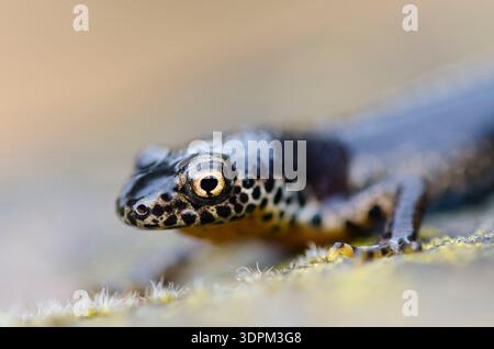Alpenmolch Ichthyosaura alpestris, Nahaufnahme, Kent, März Stockfoto