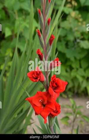 Schöne Sommercreme und rote Gladioli Blumen auch bekannt als Schwertlillies. Gladiolus im Garten, Nahaufnahme. Stockfoto