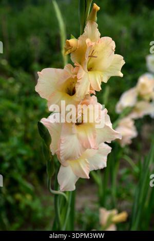 Schöne Sommercreme und rote Gladioli Blumen auch bekannt als Schwertlillies. Gladiolus im Garten, Nahaufnahme. Stockfoto