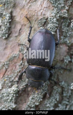 Weiblicher Hirschkäfer Stockfoto