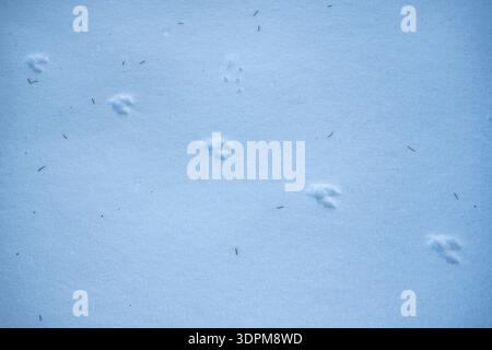 Neuschnee weist kleine Tierspuren auf, möglicherweise von einem Säugetier, mit symmetrischen Pfotenabdrücken, die Bewegungen über die Oberfläche anzeigen. Dünne Zweige oder p Stockfoto