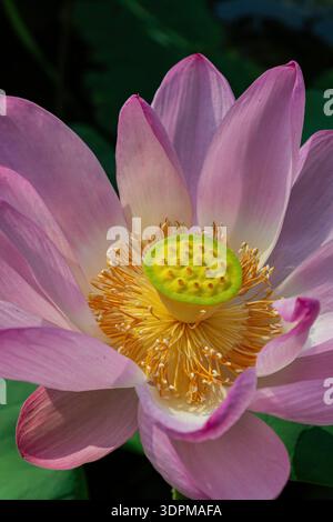 Detaillierte Makroaufnahme eines blühenden rosafarbenen Lotus mit leuchtend gelben Staubblättern und grüner Samenkapsel Stockfoto