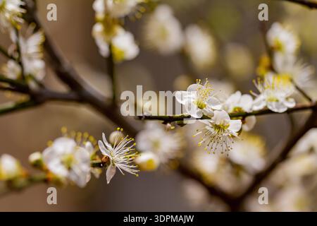 Weichfokus-Makroaufnahme blühender weißer Blüten mit gelben Staubblättern Stockfoto