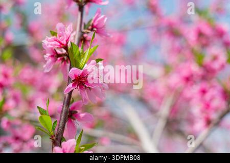 Nahaufnahme der rosa Pfirsichblüten im weichen Frühlingslicht in Taiwan Stockfoto