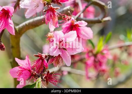 Nahaufnahme der rosa Pfirsichblüten im weichen Frühlingslicht in Taiwan Stockfoto