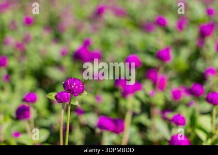 Nahaufnahme von leuchtend violetten Globus Amaranth Blüten mit verschwommenem Hintergrund Stockfoto