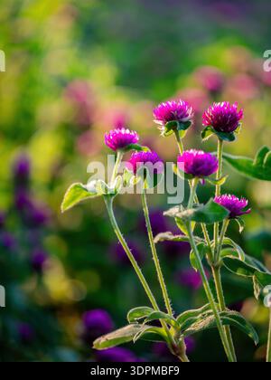 Nahaufnahme von lebhaften violetten Globus Amaranth Blüten mit weichem Bokeh Hintergrund Stockfoto