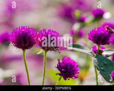 Nahaufnahme von lebhaften violetten Globus Amaranth Blüten mit weichem Bokeh Hintergrund Stockfoto