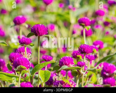 Nahaufnahme von lebhaften violetten Globus Amaranth Blüten mit weichem Bokeh Hintergrund Stockfoto
