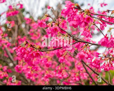 Üppig rosa Kirschblüten auf Zweigen Stockfoto