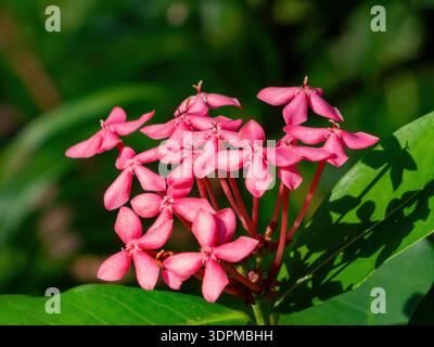 Leuchtend rosa tropische Blumen mit üppigem grünem Laub Stockfoto