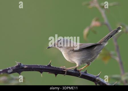 Weibliche Sardinische Warbler (Curruca melanocephala), die auf einem dornigen Brombeerzweig thront. Stockfoto