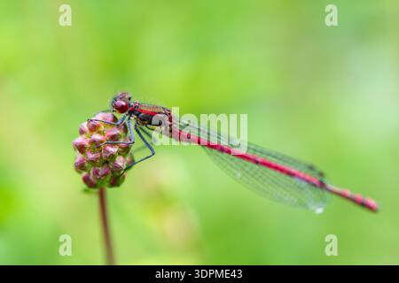 Große rote Damselfly Pyrrhosoma nymphula, hoch oben auf einer Gruppe von Gartenblüten Knospen, Großbritannien, Mai Stockfoto