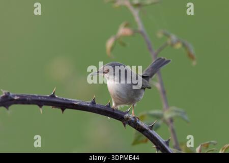 Weibliche Sardinische Warbler (Curruca melanocephala), die auf einem dornigen Brombeerzweig thront. Stockfoto