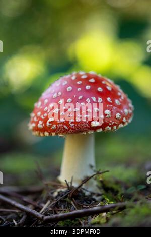 Fliegenpilz Amanita muscaria, Pilz auf dem Waldboden, Sherwood Forest, Nottinghamshire, England, Vereinigtes Königreich, Oktober Stockfoto