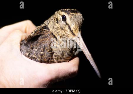 Eurasischer Holzhahn Scolopax rusticola, wird nachts beringt, Nottinghamshire, England, Großbritannien, Dezember Stockfoto