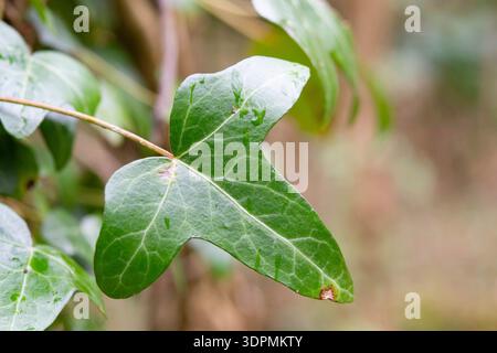 ivy geht aus nächster Nähe Stockfoto