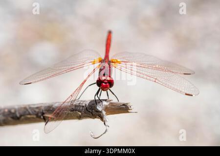 Rot geäderte Tropftrithemis arteriosa, oben am Ende eines Zweiges, Rhodos, Griechenland, Mai Stockfoto
