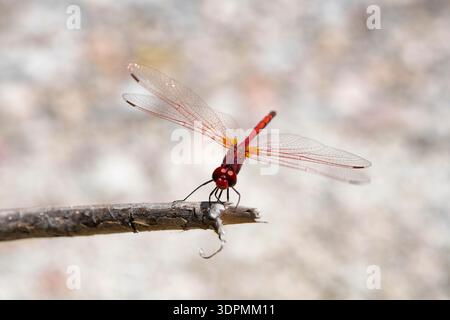 Rot geäderte Tropftrithemis arteriosa, oben am Ende eines Zweiges, Rhodos, Griechenland, Mai Stockfoto