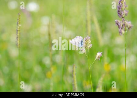 Gewöhnlicher blauer Schmetterling Polyommatus icarus, ruht auf einer Pflanze, Nottinghamshire, Juni Stockfoto