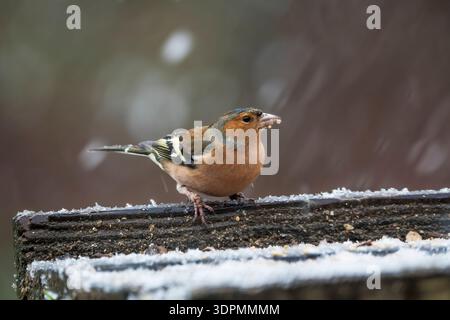 Männliche Buchhalm, Fringilla Coelebs, auf einem Gartenvogeltisch im Schnee, Stockfoto