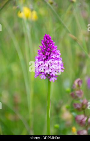 Pyramidalorchidee Anacamptis pyramidalis, in voller Blüte, Nottinghamshire, Juni Stockfoto