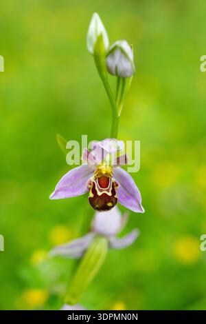 Bienenorchidee Ophrys apifera, wächst im Juni in Nottinghamshire Stockfoto