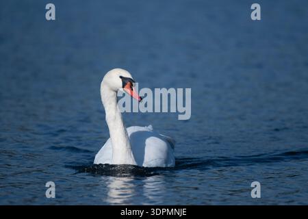 Mute Swan Cygnus olor, Fütterung an der Oberfläche, Attenborough Nature Reserve, Nottinghamshire, England, UK, Oktober Stockfoto