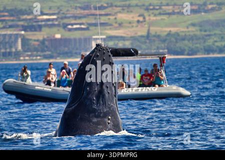 Walbeobachtung in Lahaina auf Maui. Stockfoto