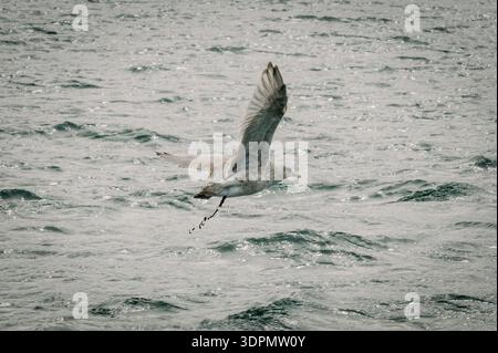 Möwen, die beim Überfliegen des Meeres in Hauganes, Island, abtrünnieren Stockfoto